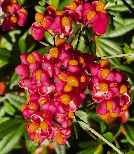 Euonymus europaeus 'Red Cascade'
